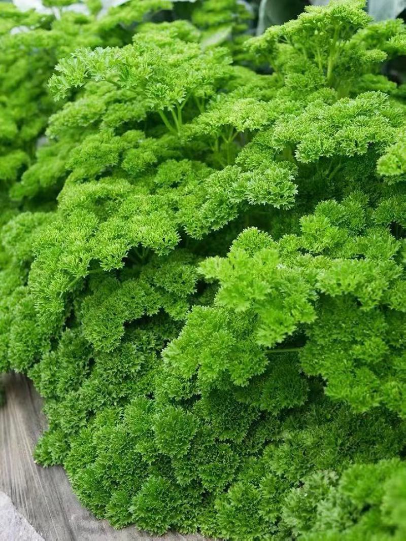 摩西香芹种子法香种籽味道浓郁盘饰皱叶蔬菜春夏秋种植