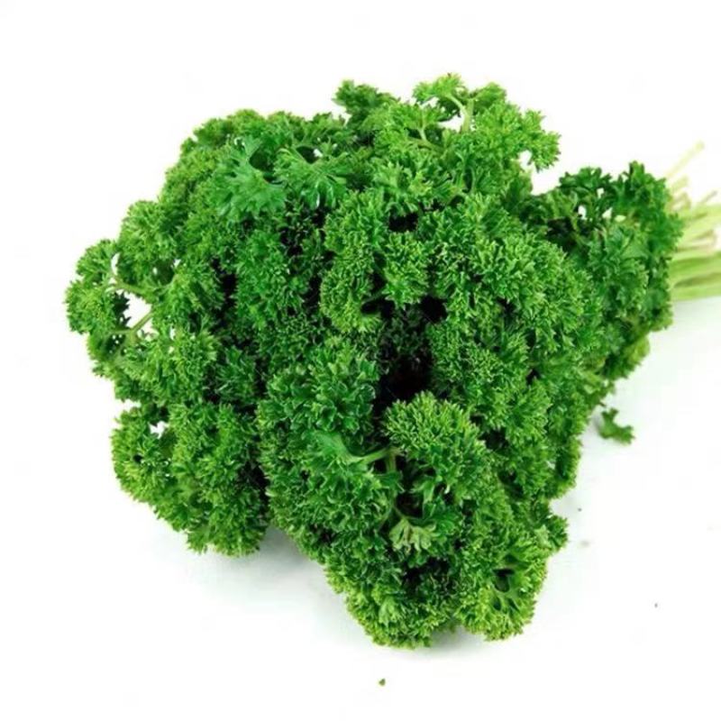 摩西香芹种子法香种籽味道浓郁盘饰皱叶蔬菜春夏秋种植