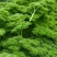 摩西香芹种子法香种籽味道浓郁盘饰皱叶蔬菜春夏秋种植