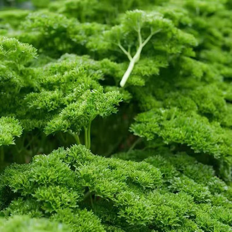 摩西香芹种子法香种籽味道浓郁盘饰皱叶蔬菜春夏秋种植