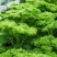 摩西香芹种子法香种籽味道浓郁盘饰皱叶蔬菜春夏秋种植