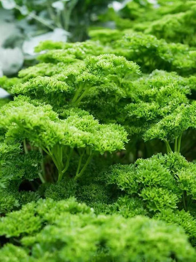 摩西香芹种子法香种籽味道浓郁盘饰皱叶蔬菜春夏秋种植