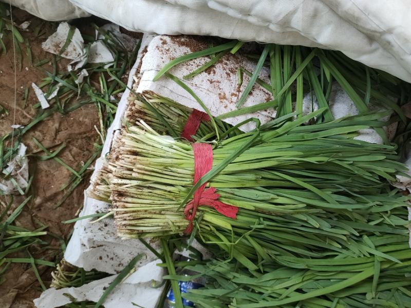 大叶韭菜叶宽根粗头茬开割地头价产地直供质量保证欢迎咨询
