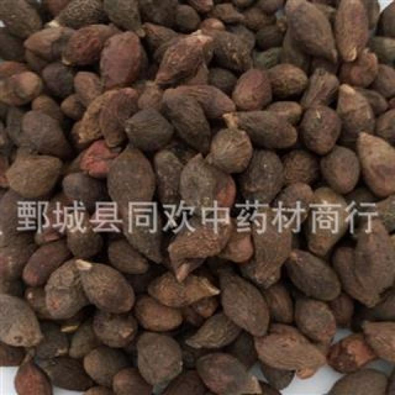【药用统货胖大海】@【同欢药材】中药材批发供应