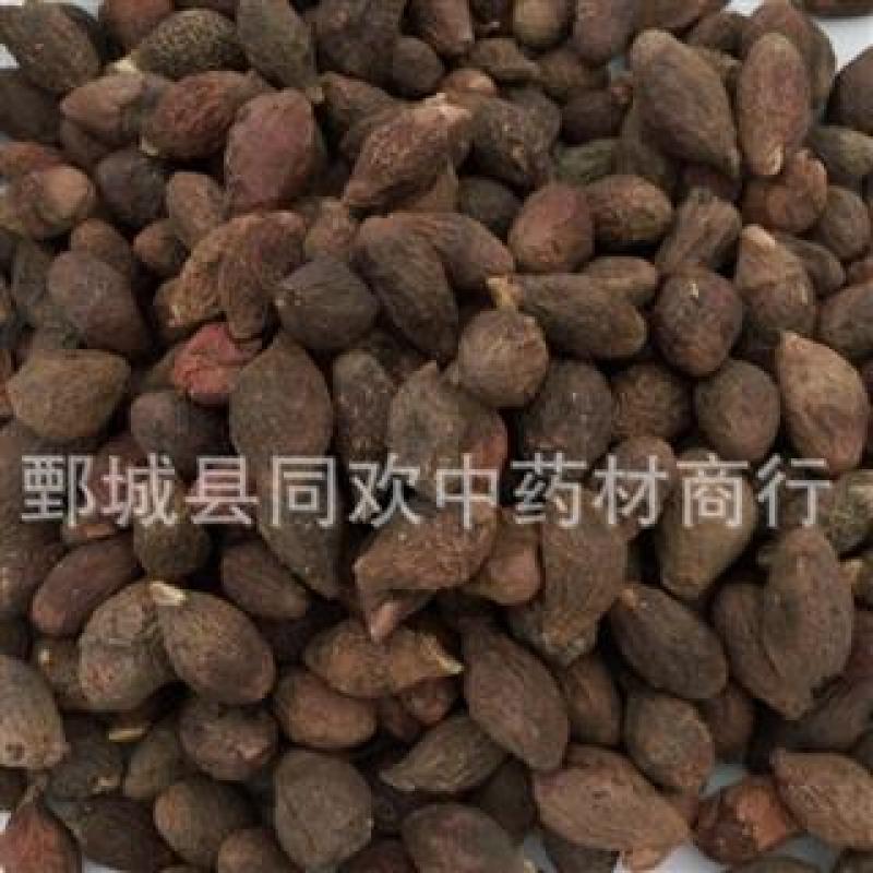 【药用统货胖大海】@【同欢药材】中药材批发供应