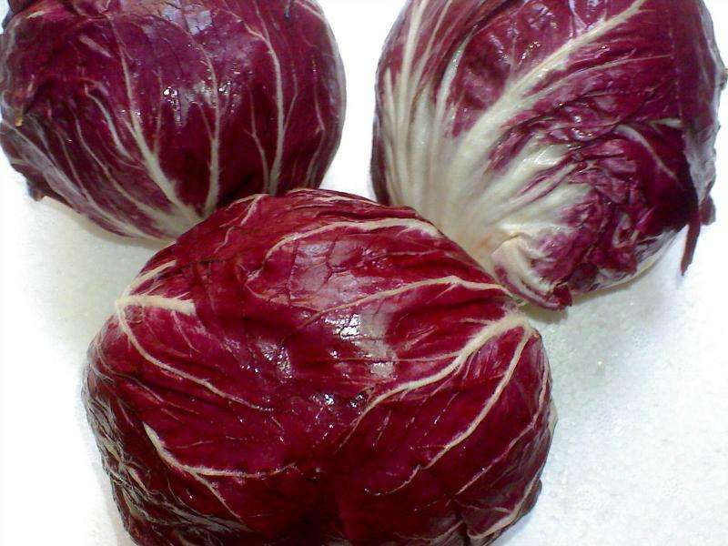 红结球菊苣种子球形红包菜籽特菜脆嫩春秋冬种植口感好