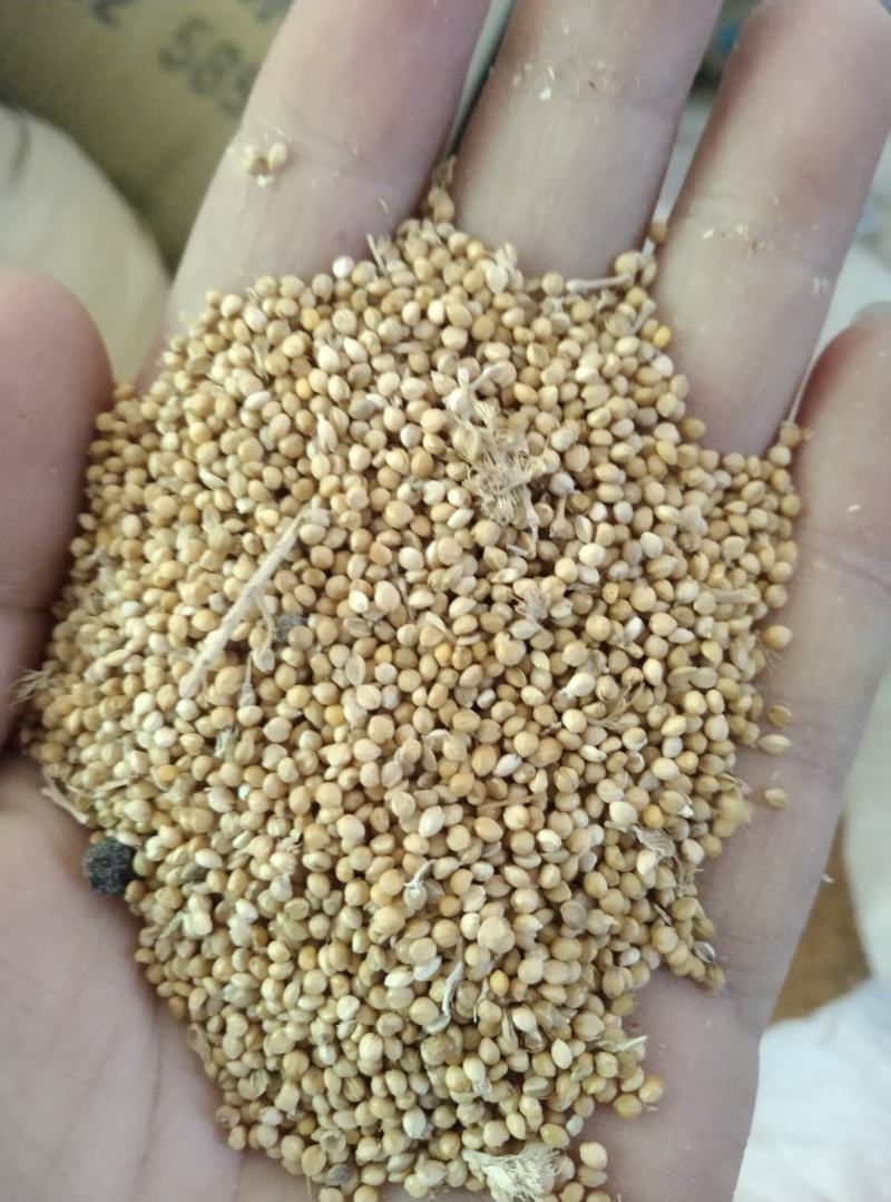玉米大量出货中，欢迎采购