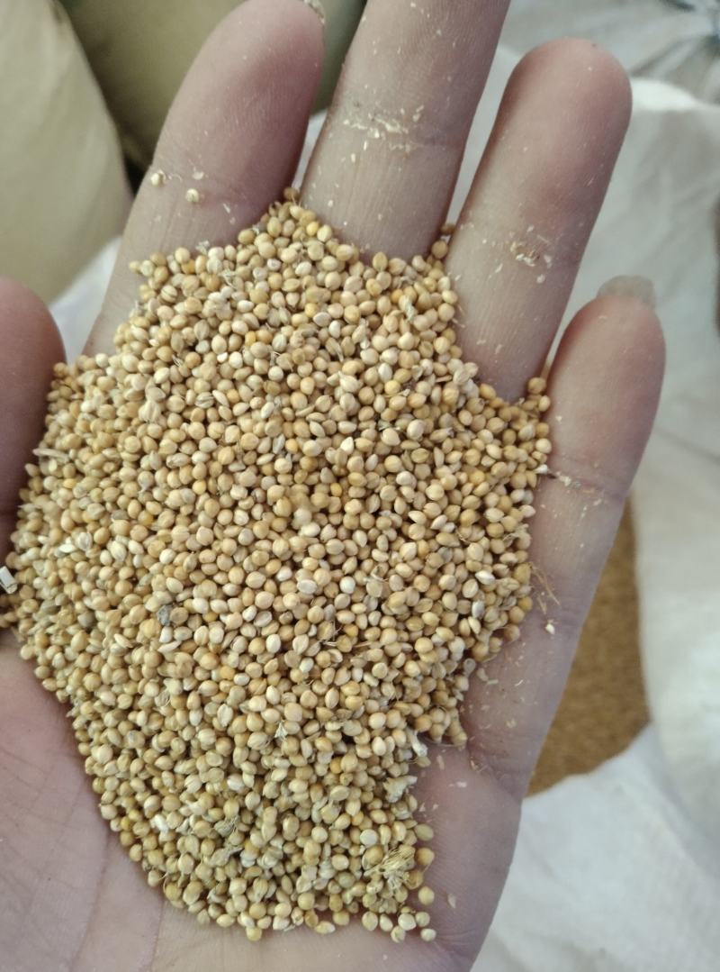 玉米大量出货中，欢迎采购