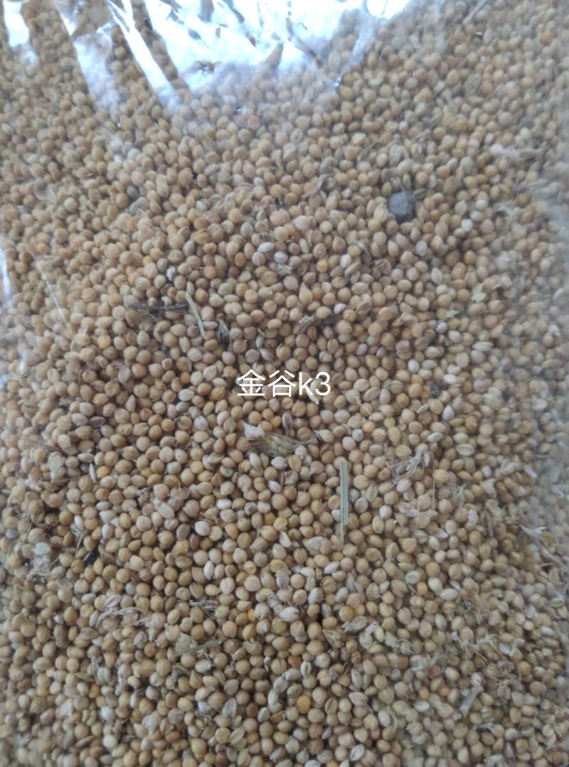 玉米大量出货中，欢迎采购