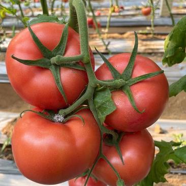美瑞番茄种子露地番茄，可做春拱棚抗病挂果多