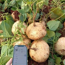 广东湛江地薯（凉薯）/豆薯，新鲜口感好，大量上市