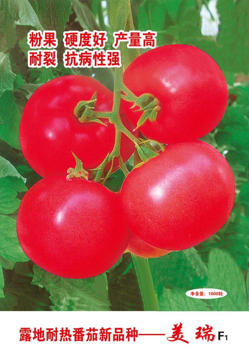 美瑞番茄种子露地番茄，可做春拱棚抗病挂果多
