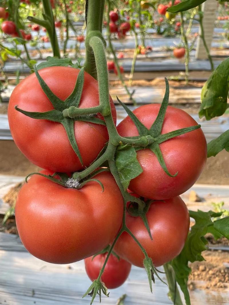 美瑞番茄种子露地番茄，可做春拱棚抗病挂果多