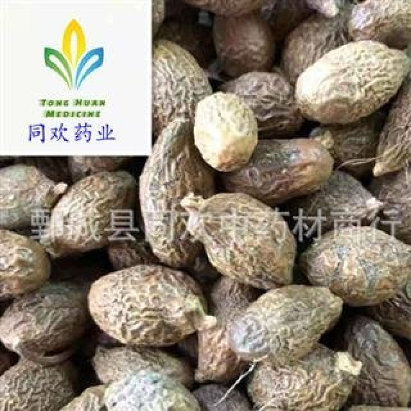 【中选圆粒胖大海】@【同欢药材】中药材批发供应规格齐全