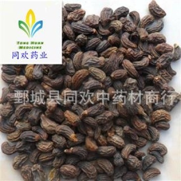 【女贞子】@【同欢药材】中药材批发供应规格齐全