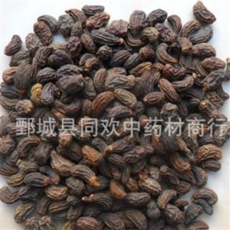 【女贞子】@【同欢药材】中药材批发供应规格齐全