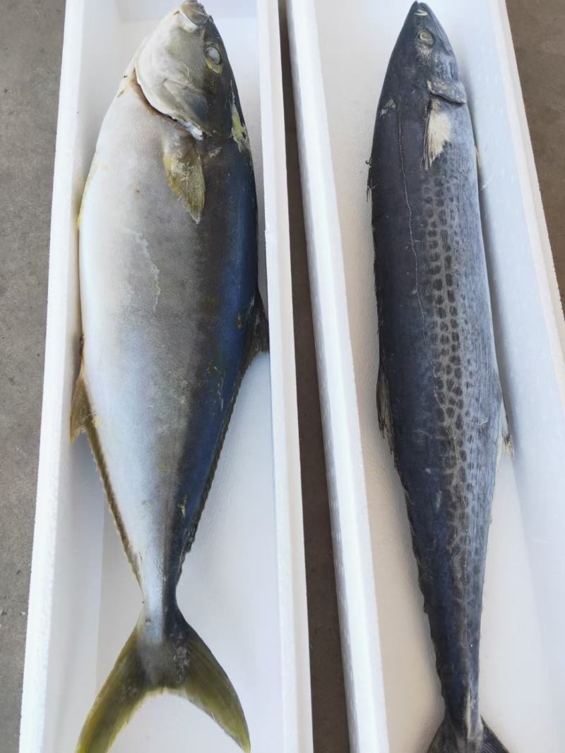 深海黄金鲅鱼大量上市啦