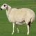 羔羊白条10-50斤，箱装白条，有尾无尾，都是羔羊的