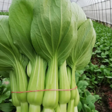 菜苔