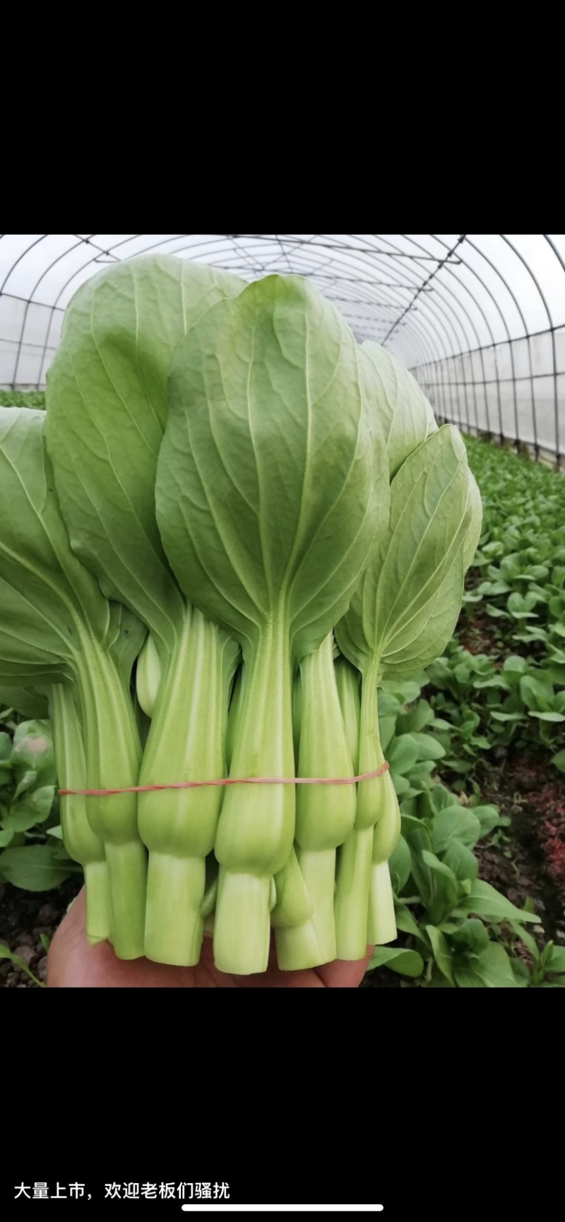 菜苔