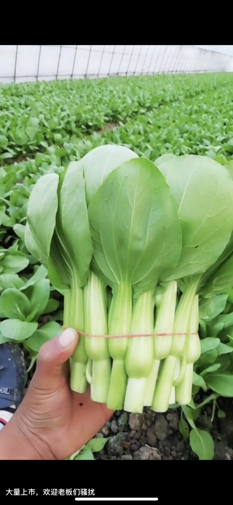 菜苔