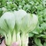 菜苔