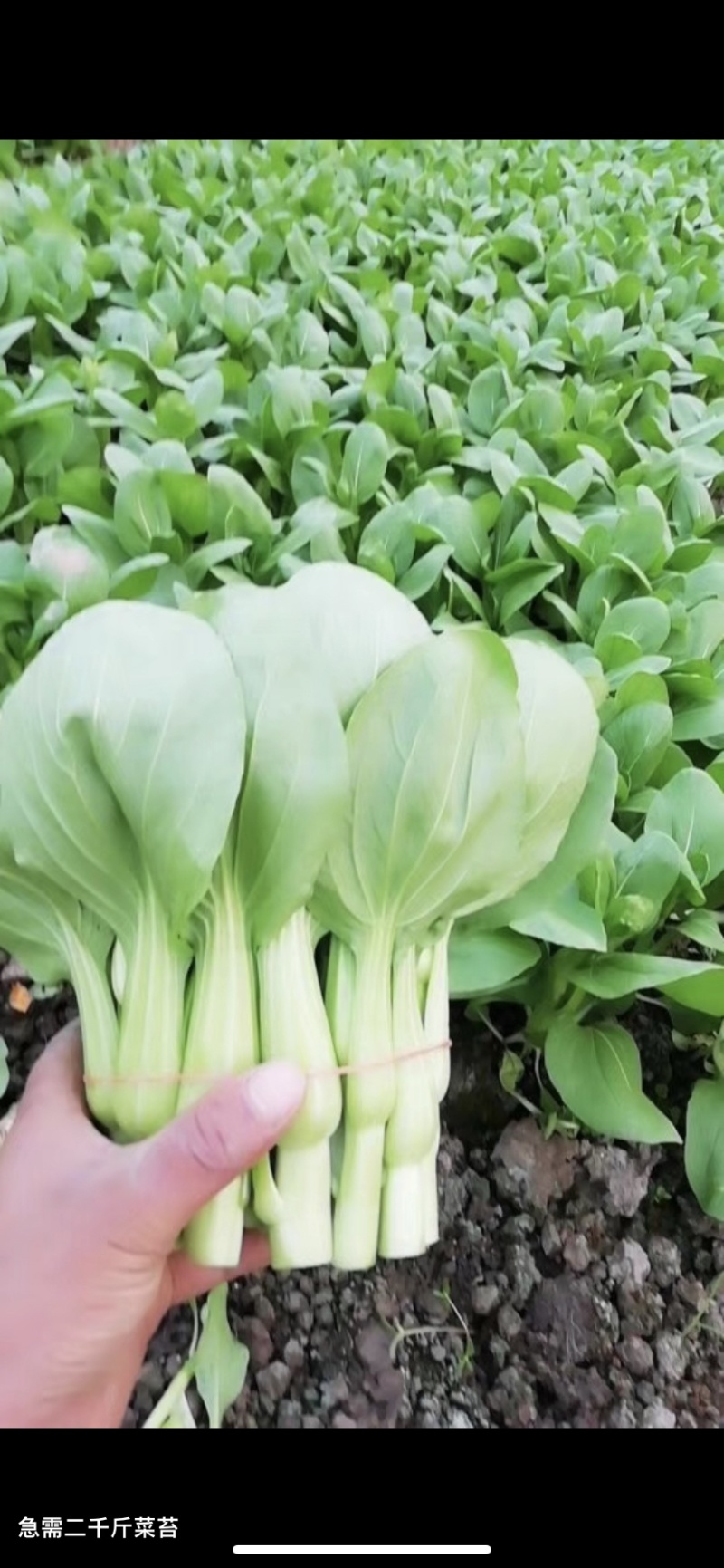菜苔