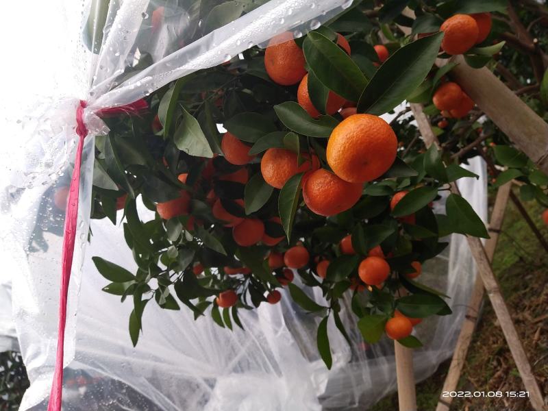 沙糖桔大量上市有需求的老板请联系