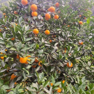橙子