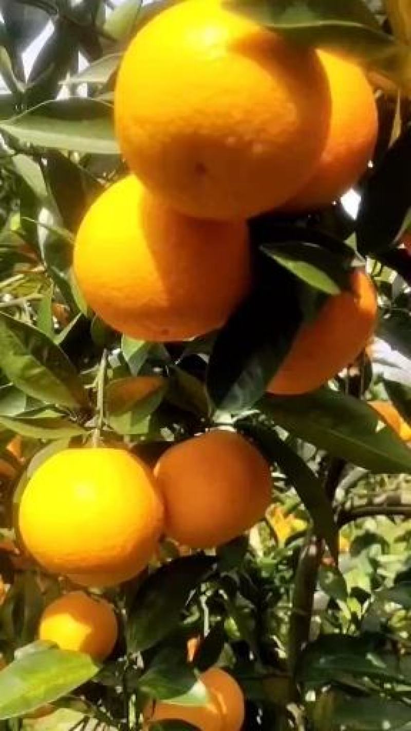 橙子