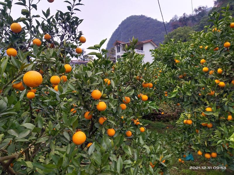 橙子