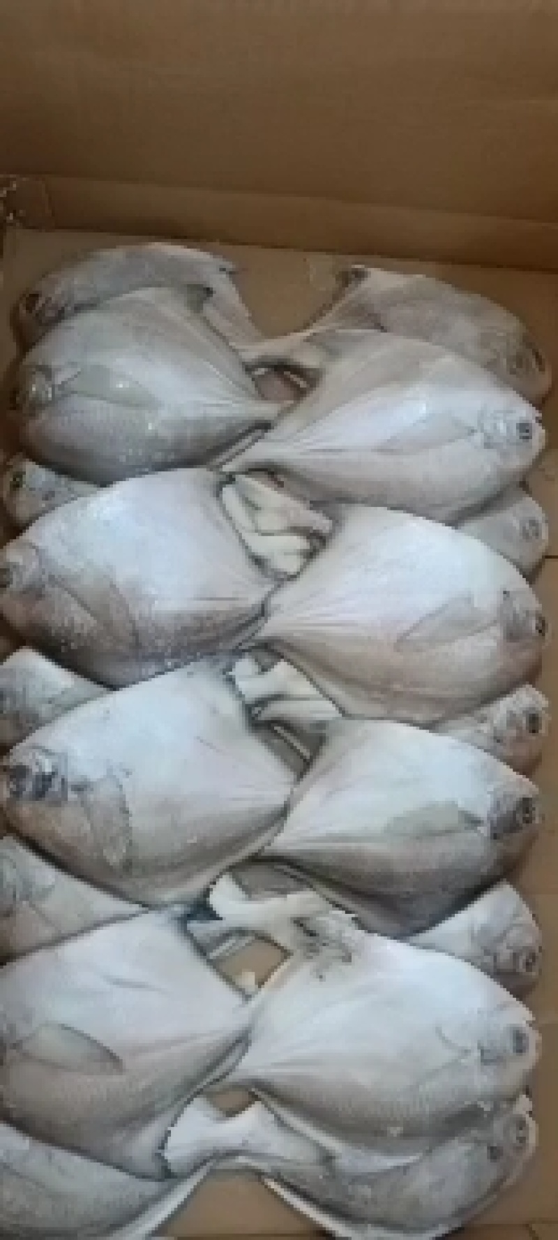 鲳鱼东海鲳鱼白鲳小包装和板冻都有