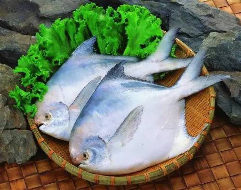 鲳鱼东海鲳鱼白鲳小包装和板冻都有
