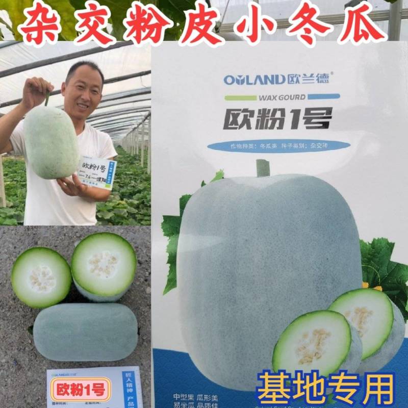 欧粉1号杂交粉皮小冬瓜种子中小果实心口感好基地专用