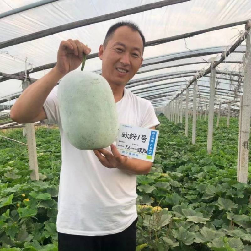 欧粉1号杂交粉皮小冬瓜种子中小果实心口感好基地专用