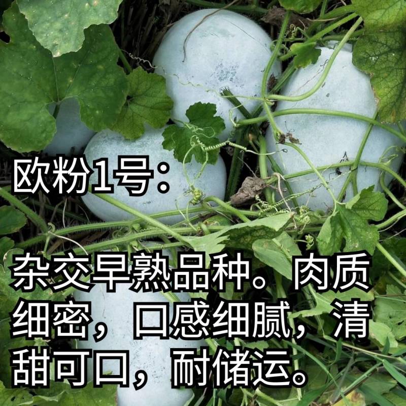 欧粉1号杂交粉皮小冬瓜种子中小果实心口感好基地专用