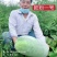 欧粉1号杂交粉皮小冬瓜种子中小果实心口感好基地专用