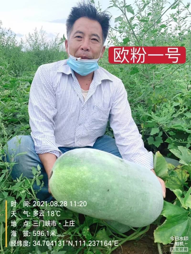 欧粉1号杂交粉皮小冬瓜种子中小果实心口感好基地专用