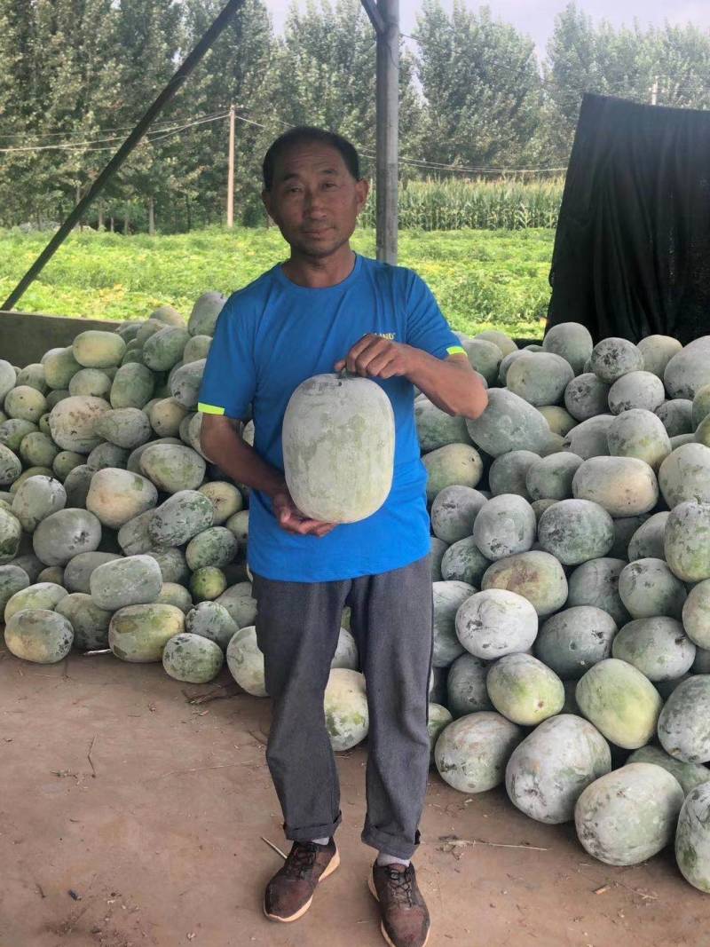 欧粉1号杂交粉皮小冬瓜种子中小果实心口感好基地专用