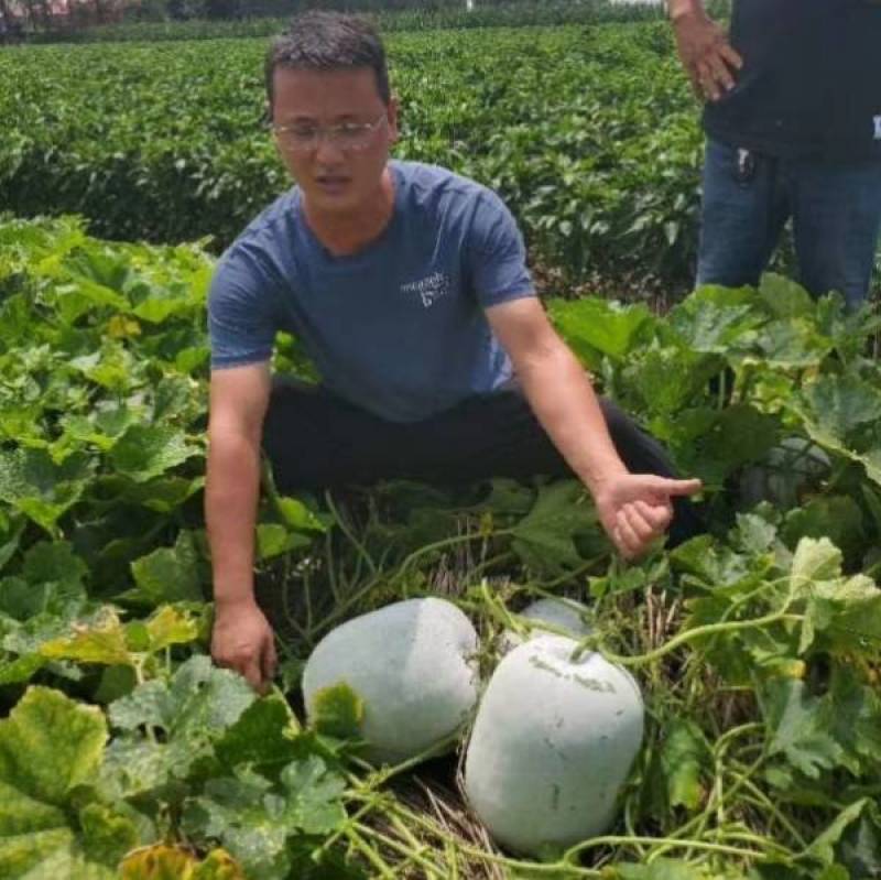 欧粉1号杂交粉皮小冬瓜种子中小果实心口感好基地专用