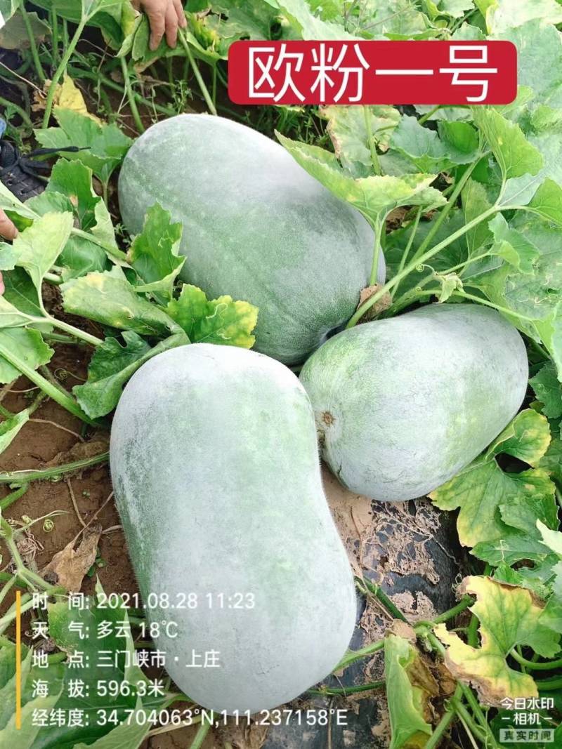 欧粉1号杂交粉皮小冬瓜种子中小果实心口感好基地专用