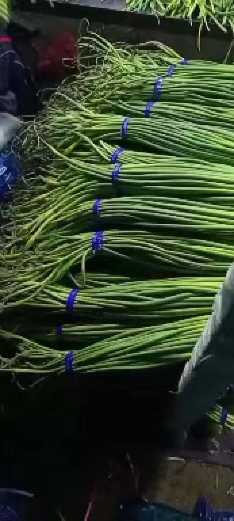 蒜苔红帽，白帽，大量出库，保质保量，大量有货供应，随到随