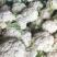 有机无公害散花白花菜绿菜花西蓝花散装产地直发量大价优