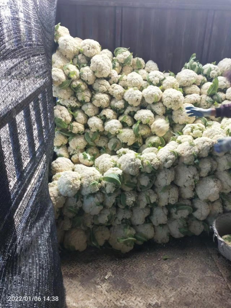 有机无公害散花白花菜绿菜花西蓝花散装产地直发量大价优