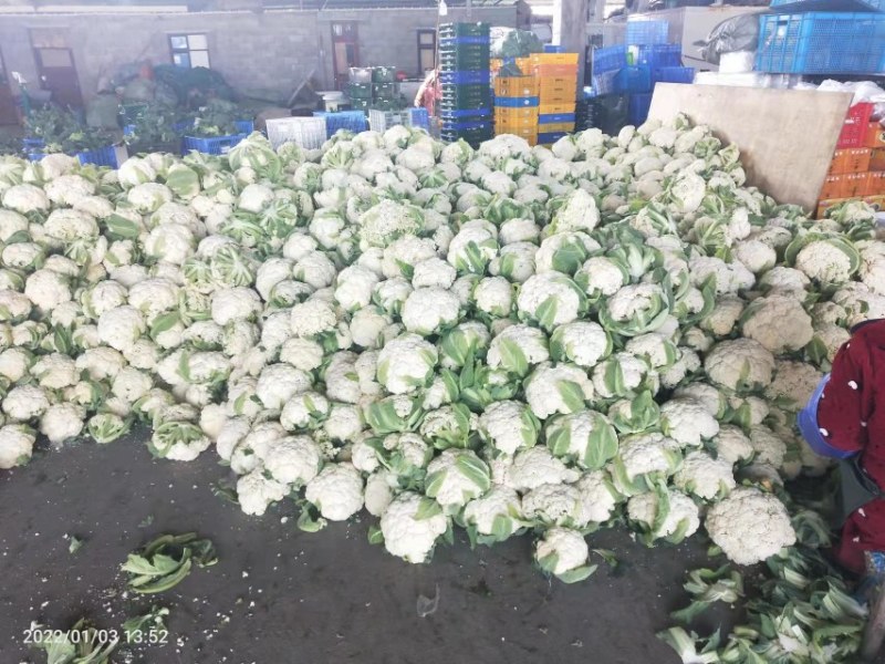 有机无公害散花白花菜绿菜花西蓝花散装产地直发量大价优