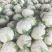 有机无公害散花白花菜绿菜花西蓝花散装产地直发量大价优