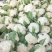 有机无公害散花白花菜绿菜花西蓝花散装产地直发量大价优