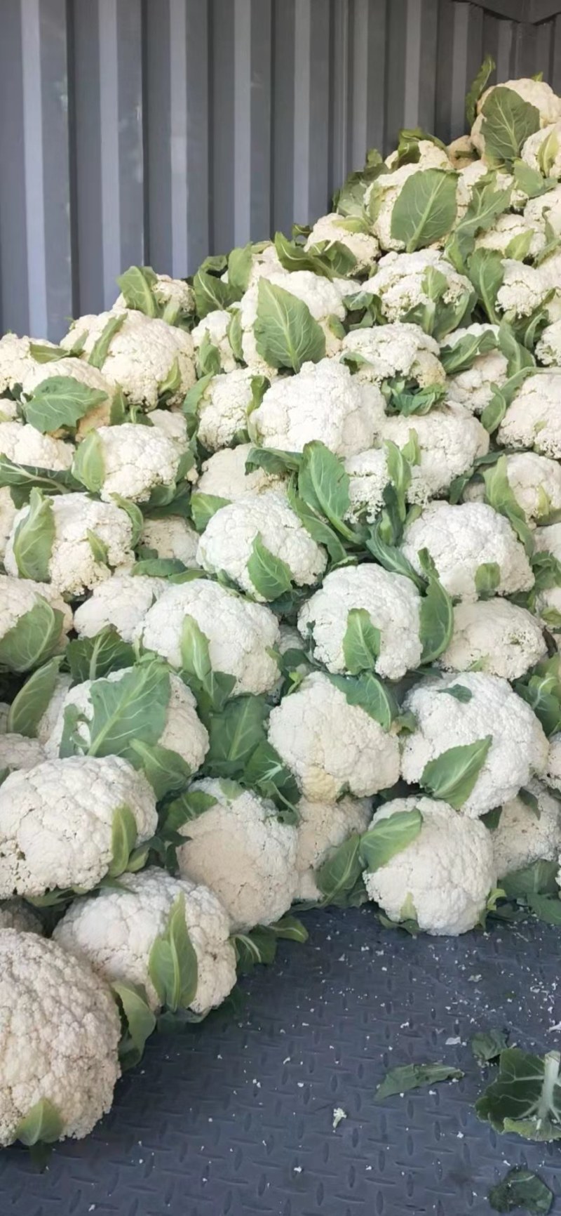 有机无公害散花白花菜绿菜花西蓝花散装产地直发量大价优