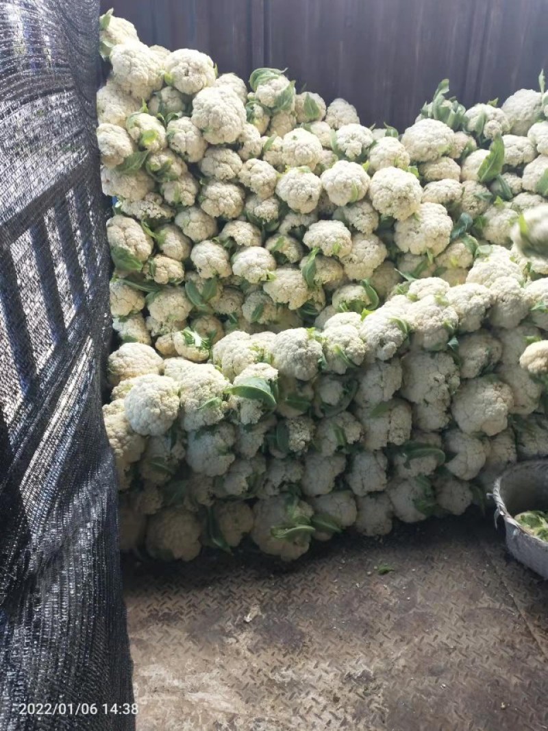白菜花散花有机花菜进口品种量大从优，实地采摘现货先发