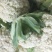 白菜花散花有机花菜进口品种量大从优，实地采摘现货先发